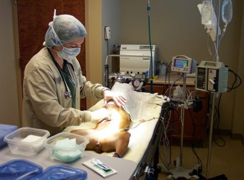 Animal Surgery | General Veterinary Hospital Lahore Pakistan